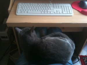 gatto